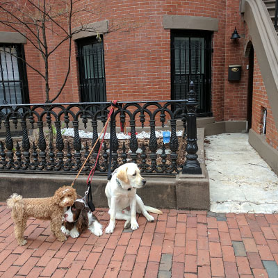 chiens south end chiens south end