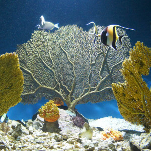 New England Aquarium Boston