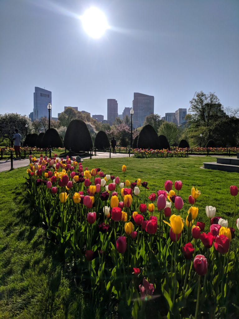 Tulipes Boston PUblic Garden
