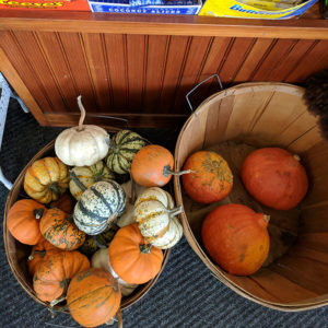 PEtites citrouilles d automne